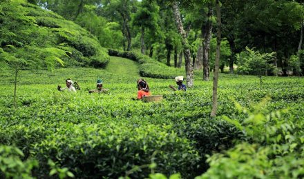 bangladesh-tea-garden