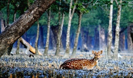 The Sundarbans